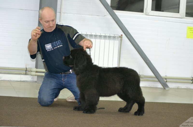 Фото: ньюфаундленд Nikita Bogatyr Imperii (Никита Богатырь Империи)