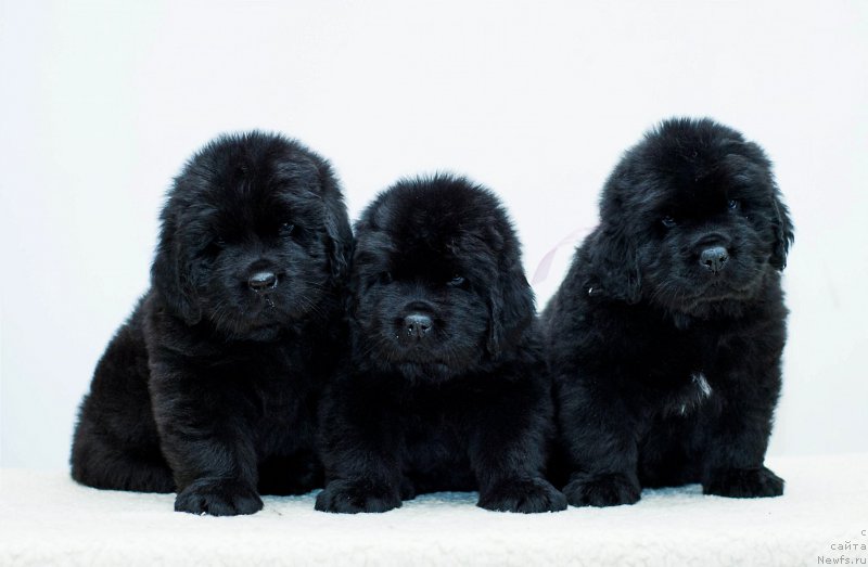 Фотография № 200712