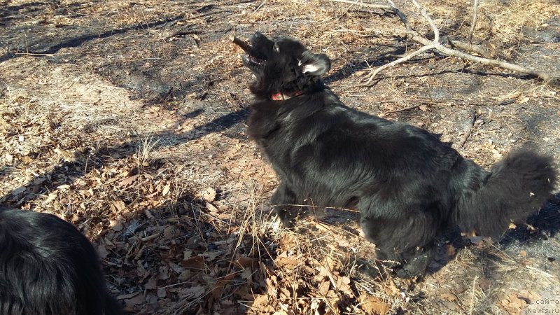 Фото: ньюфаундленд Nessi Blyek s  Lesnoy Zaimki (Несси Блэк с  Лесной Заимки)