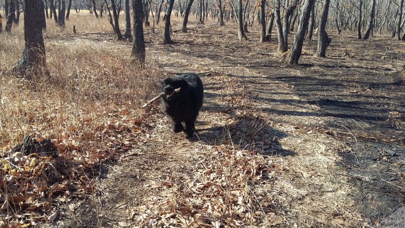 Фото: ньюфаундленд Nessi Blyek s  Lesnoy Zaimki (Несси Блэк с  Лесной Заимки)