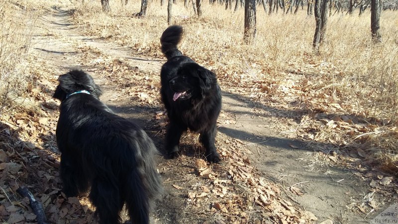 Фото: ньюфаундленд Super Premium Merlin Monro (Супер Премиум Мерлин Монро), ньюфаундленд Nessi Blyek s  Lesnoy Zaimki (Несси Блэк с  Лесной Заимки)