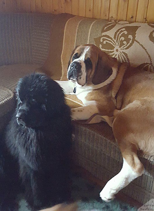 Фото: ньюфаундленд Vpered Zovuschaya s Berega Dona (Вперед Зовущая с Берега Дона)