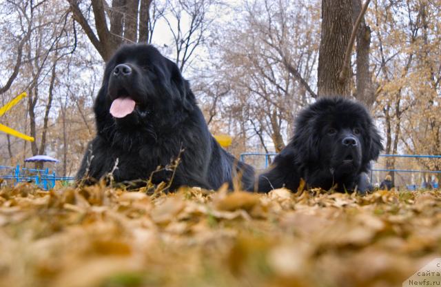 Фото: ньюфаундленд Ygan s Toyanova Gorodka (Юган с Тоянова Городка), ньюфаундленд Super Premium Vashington (Супер Премиум Вашингтон)