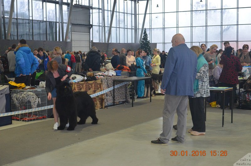 Фото: ньюфаундленд Markiz Maximilien de Mark (Маркиз Максимельен Де Марк)