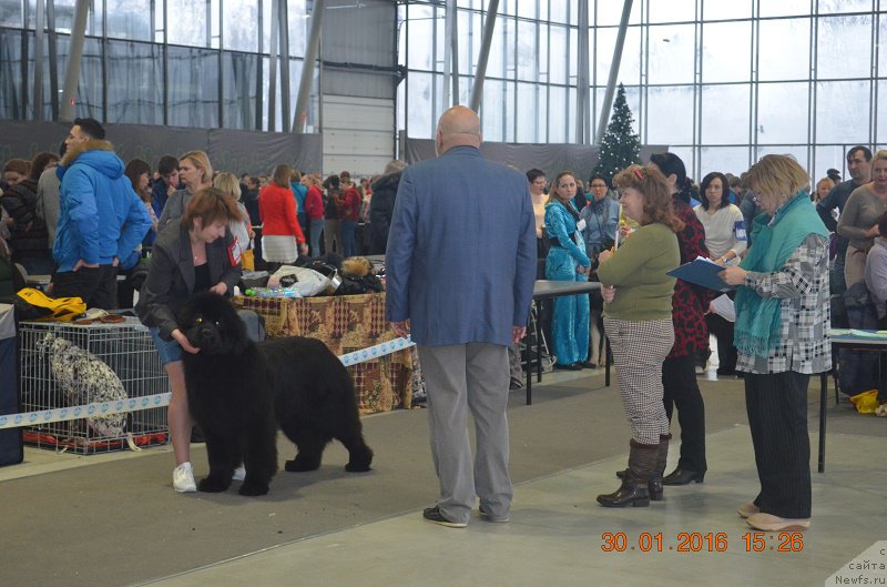 Фото: ньюфаундленд Markiz Maximilien de Mark (Маркиз Максимельен Де Марк)