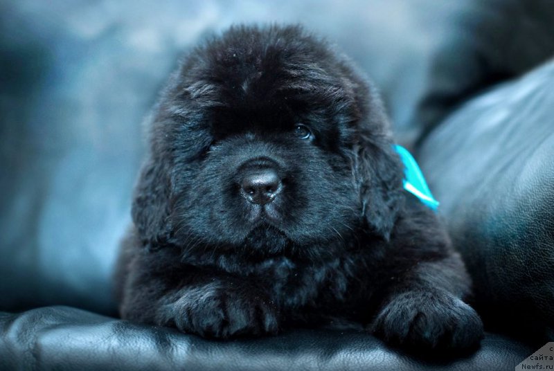 Фотография № 200733