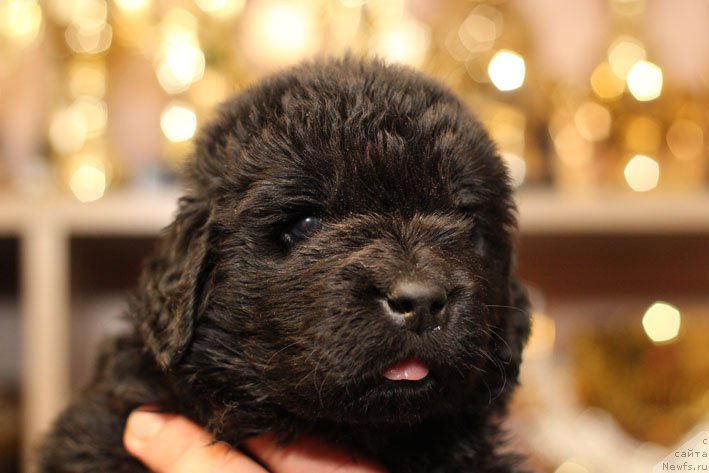 Фото: ньюфаундленд Zevs Zvezdnyj s Berega Dona (Зевс Звездный с Берега Дона)