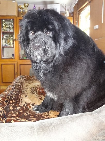 Фото: ньюфаундленд N'yufort Azet Abayya (Ньюфорт Азет Абайя)