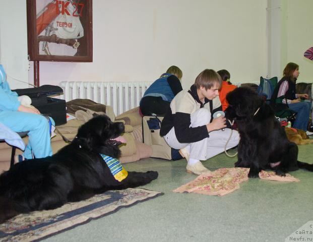 Фото: ньюфаундленд Ygan s Toyanova Gorodka (Юган с Тоянова Городка), Maksim Kanunnikov (Максим Канунников), ньюфаундленд Super Premium Vashington (Супер Премиум Вашингтон)