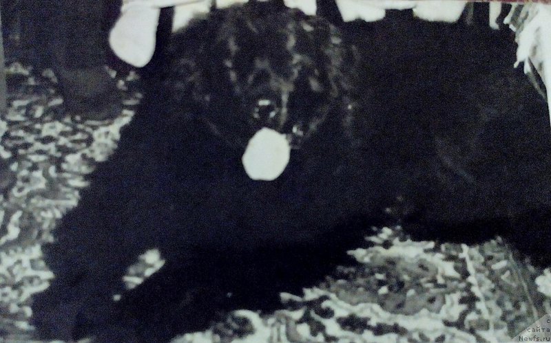 Фото: ньюфаундленд Alina (Алина)