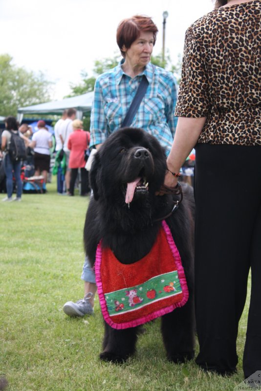 Фото: ньюфаундленд Matvey s Berega Dona (Матвей с Берега Дона)