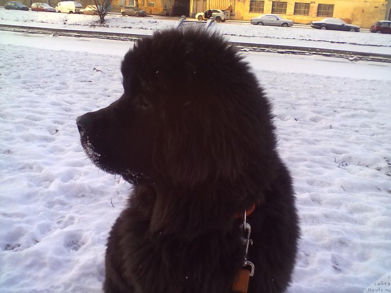 Фото: ньюфаундленд Belkonder-Club Bella Renaissance (Белкондер-Клаб Белла Ренессанс)