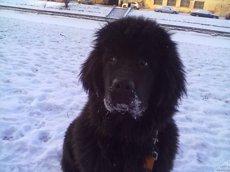 Фото: ньюфаундленд Belkonder-Club Bella Renaissance (Белкондер-Клаб Белла Ренессанс)