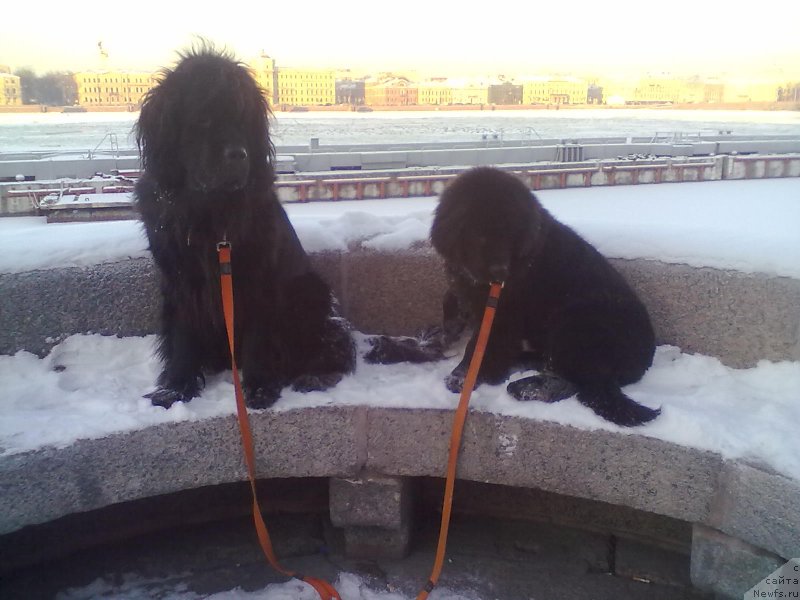 Фото: ньюфаундленд Tsinnamon Bel' Fra Sharmel iz Arkaima (Циннамон БельФра Шармэль из Аркаима), ньюфаундленд Belkonder-Club Bella Renaissance (Белкондер-Клаб Белла Ренессанс)