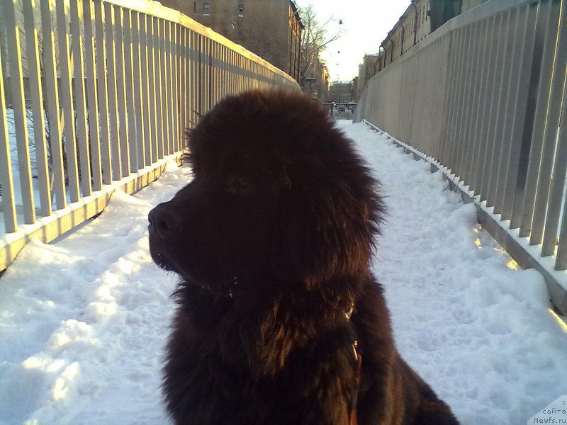 Фото: ньюфаундленд Belkonder-Club Bella Renaissance (Белкондер-Клаб Белла Ренессанс)