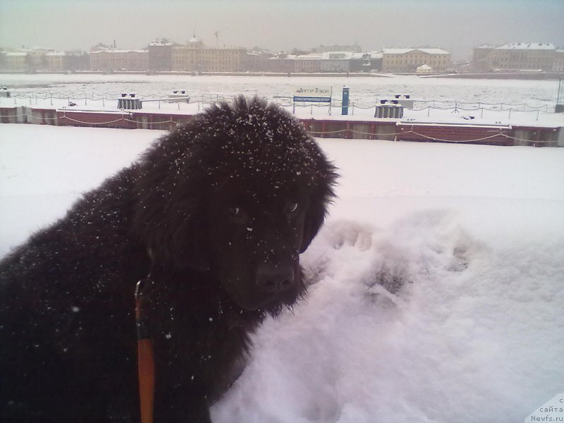 Фото: ньюфаундленд Belkonder-Club Bella Renaissance (Белкондер-Клаб Белла Ренессанс)