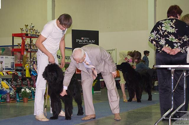 Фото: Maksim Kanunnikov (Максим Канунников), ньюфаундленд Super Premium Vashington (Супер Премиум Вашингтон), эксперт РКФ-FCI М.Ю.Пермяков