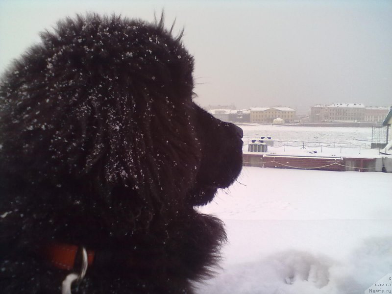 Фото: ньюфаундленд Belkonder-Club Bella Renaissance (Белкондер-Клаб Белла Ренессанс)