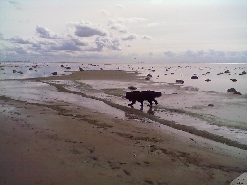 Фото: ньюфаундленд Tsinnamon Bel' Fra Sharmel iz Arkaima (Циннамон БельФра Шармэль из Аркаима)