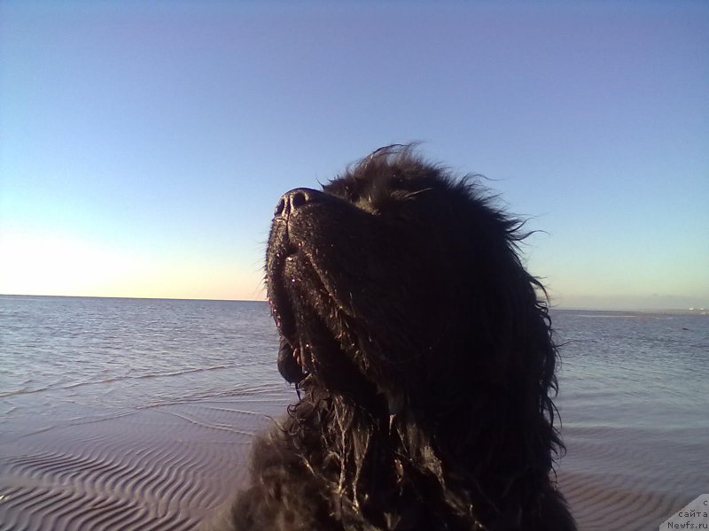 Фото: ньюфаундленд Tsinnamon Bel' Fra Sharmel iz Arkaima (Циннамон БельФра Шармэль из Аркаима)