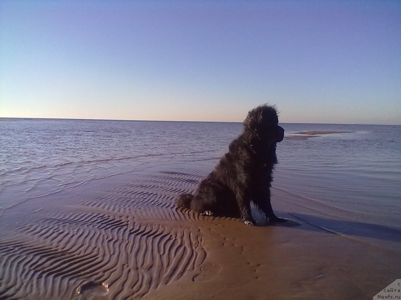 Фото: ньюфаундленд Tsinnamon Bel' Fra Sharmel iz Arkaima (Циннамон БельФра Шармэль из Аркаима)