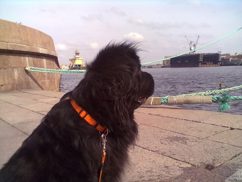 Фото: ньюфаундленд Tsinnamon Bel' Fra Sharmel iz Arkaima (Циннамон БельФра Шармэль из Аркаима)