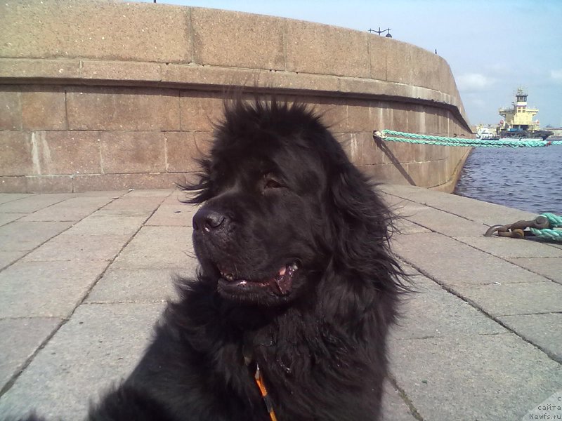 Фото: ньюфаундленд Tsinnamon Bel' Fra Sharmel iz Arkaima (Циннамон БельФра Шармэль из Аркаима)