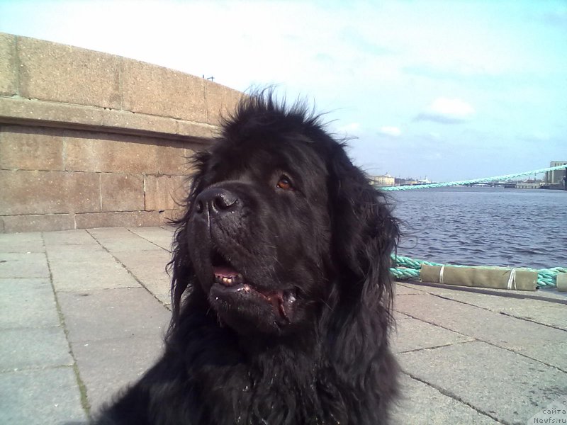 Фото: ньюфаундленд Tsinnamon Bel' Fra Sharmel iz Arkaima (Циннамон БельФра Шармэль из Аркаима)