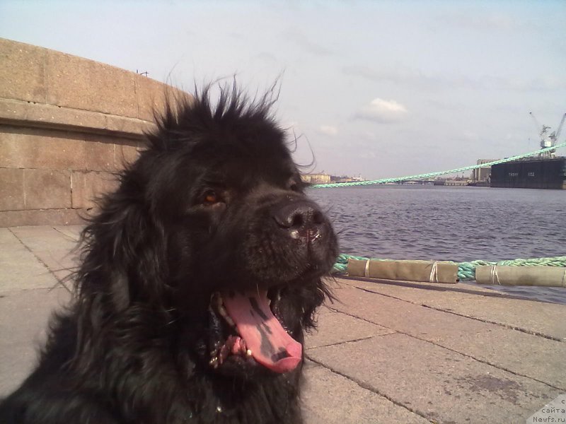 Фото: ньюфаундленд Tsinnamon Bel' Fra Sharmel iz Arkaima (Циннамон БельФра Шармэль из Аркаима)