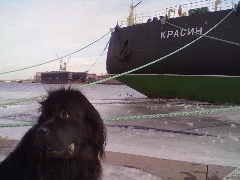 Фото: ньюфаундленд Tsinnamon Bel' Fra Sharmel iz Arkaima (Циннамон БельФра Шармэль из Аркаима)