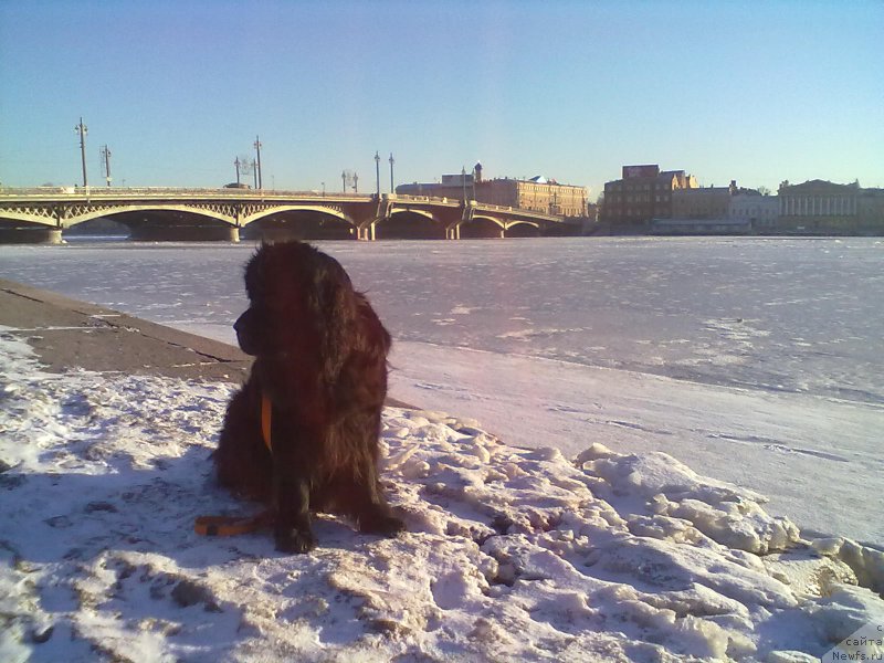 Фото: ньюфаундленд Tsinnamon Bel' Fra Sharmel iz Arkaima (Циннамон БельФра Шармэль из Аркаима)