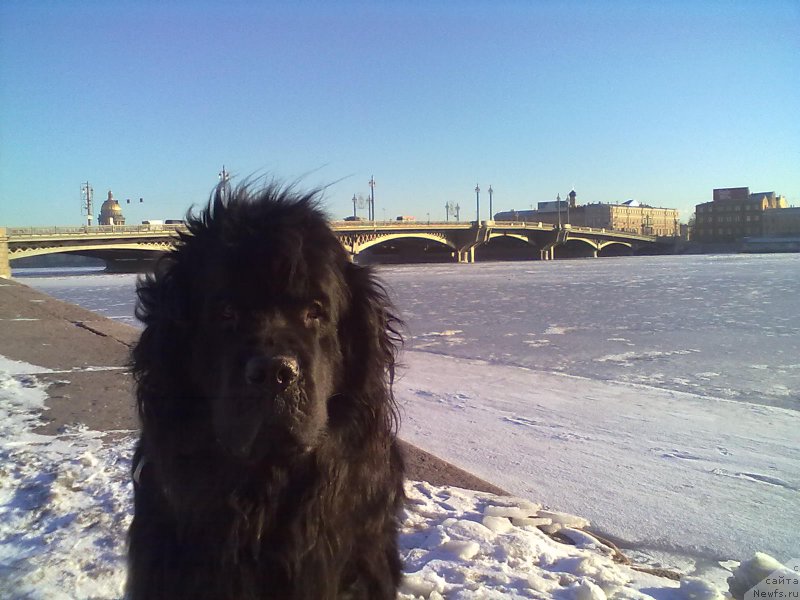 Фото: ньюфаундленд Tsinnamon Bel' Fra Sharmel iz Arkaima (Циннамон БельФра Шармэль из Аркаима)