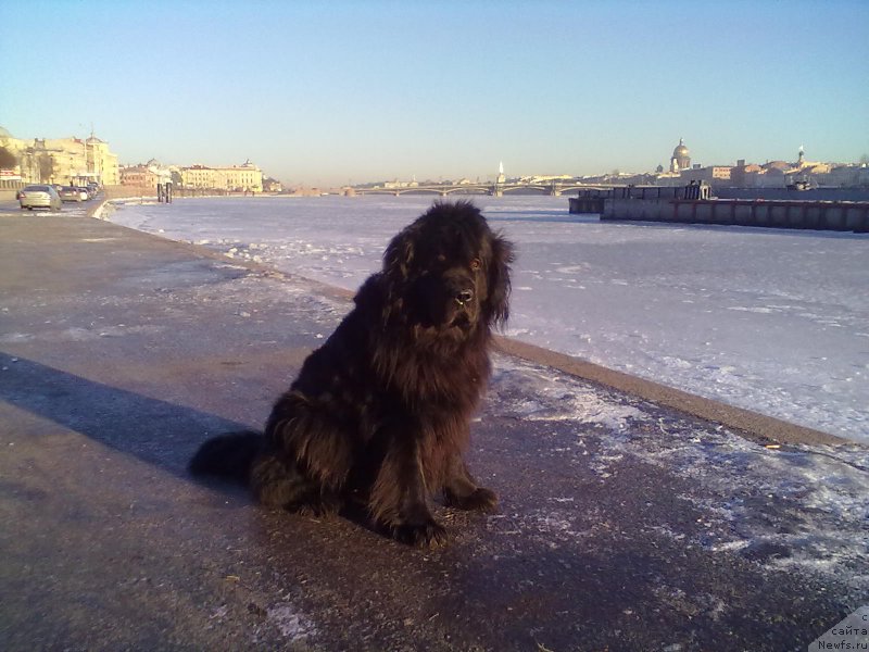 Фото: ньюфаундленд Tsinnamon Bel' Fra Sharmel iz Arkaima (Циннамон БельФра Шармэль из Аркаима)