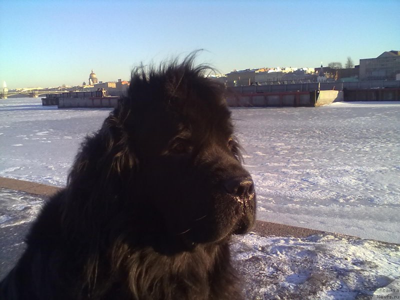 Фото: ньюфаундленд Tsinnamon Bel' Fra Sharmel iz Arkaima (Циннамон БельФра Шармэль из Аркаима)