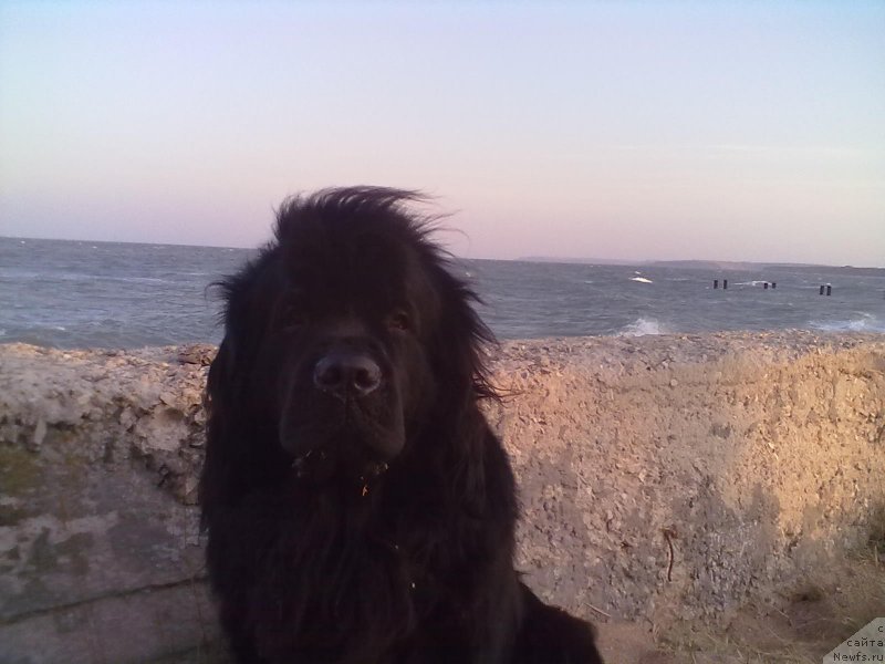 Фото: ньюфаундленд Tsinnamon Bel' Fra Sharmel iz Arkaima (Циннамон БельФра Шармэль из Аркаима)