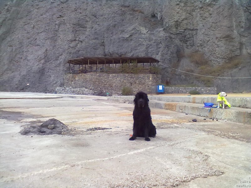 Фото: ньюфаундленд Tsinnamon Bel' Fra Sharmel iz Arkaima (Циннамон БельФра Шармэль из Аркаима)