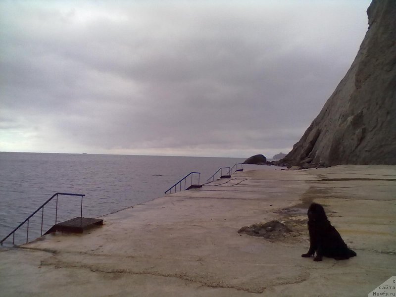 Фото: ньюфаундленд Tsinnamon Bel' Fra Sharmel iz Arkaima (Циннамон БельФра Шармэль из Аркаима)