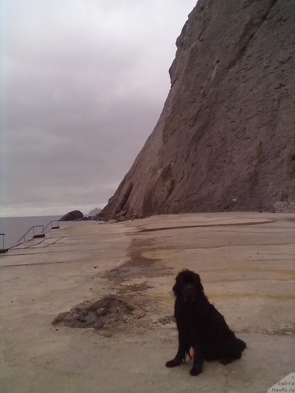 Фото: ньюфаундленд Tsinnamon Bel' Fra Sharmel iz Arkaima (Циннамон БельФра Шармэль из Аркаима)