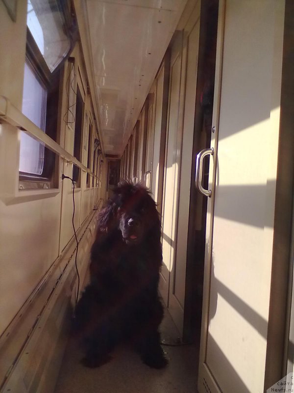 Фото: ньюфаундленд Tsinnamon Bel' Fra Sharmel iz Arkaima (Циннамон БельФра Шармэль из Аркаима)