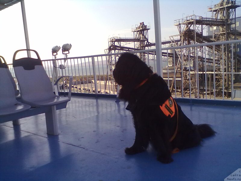 Фото: ньюфаундленд Tsinnamon Bel' Fra Sharmel iz Arkaima (Циннамон БельФра Шармэль из Аркаима)