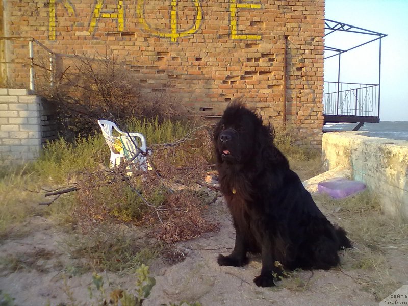 Фото: ньюфаундленд Tsinnamon Bel' Fra Sharmel iz Arkaima (Циннамон БельФра Шармэль из Аркаима)