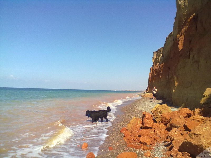 Фото: ньюфаундленд Tsinnamon Bel' Fra Sharmel iz Arkaima (Циннамон БельФра Шармэль из Аркаима)