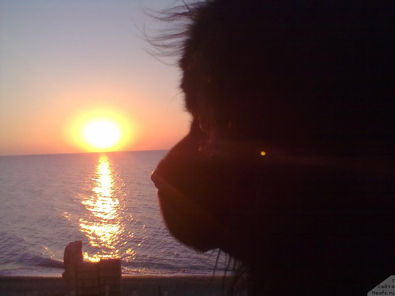 Фото: ньюфаундленд Tsinnamon Bel' Fra Sharmel iz Arkaima (Циннамон БельФра Шармэль из Аркаима)