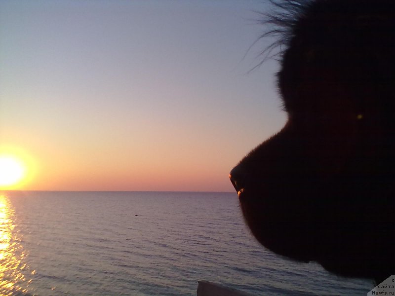 Фото: ньюфаундленд Tsinnamon Bel' Fra Sharmel iz Arkaima (Циннамон БельФра Шармэль из Аркаима)