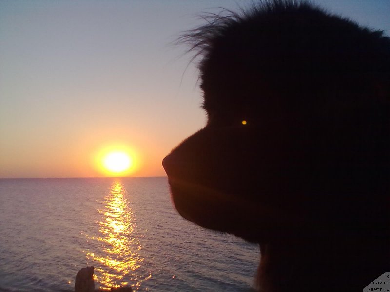 Фото: ньюфаундленд Tsinnamon Bel' Fra Sharmel iz Arkaima (Циннамон БельФра Шармэль из Аркаима)