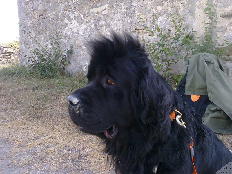 Фото: ньюфаундленд Tsinnamon Bel' Fra Sharmel iz Arkaima (Циннамон БельФра Шармэль из Аркаима)