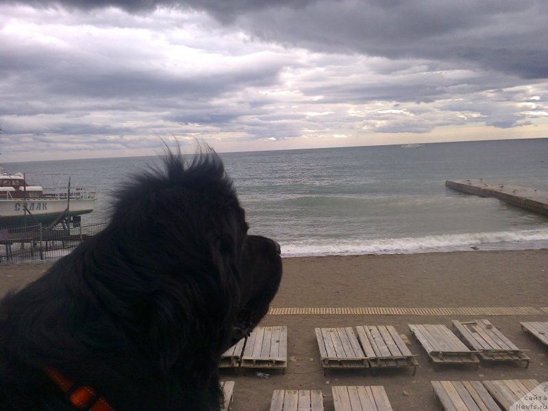 Фото: ньюфаундленд Tsinnamon Bel' Fra Sharmel iz Arkaima (Циннамон БельФра Шармэль из Аркаима)