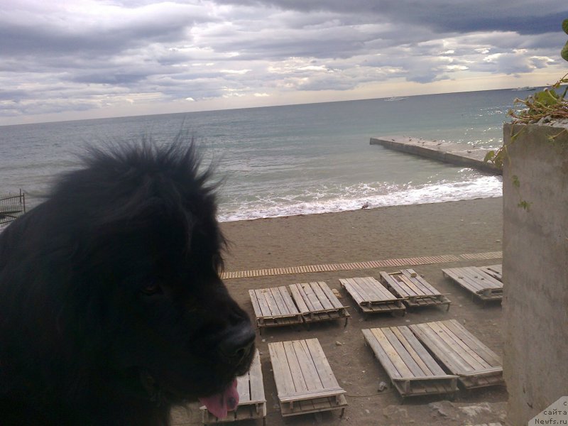 Фото: ньюфаундленд Tsinnamon Bel' Fra Sharmel iz Arkaima (Циннамон БельФра Шармэль из Аркаима)