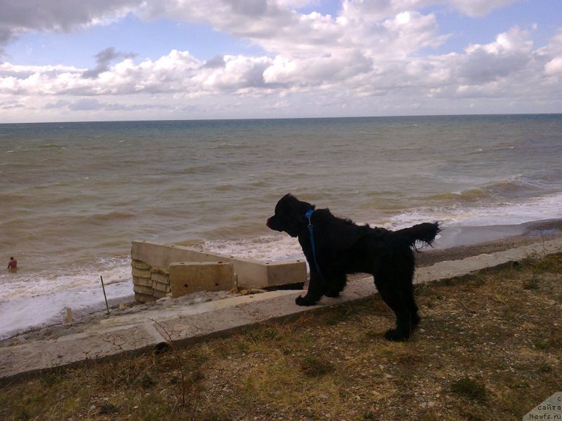 Фото: ньюфаундленд Tsinnamon Bel' Fra Sharmel iz Arkaima (Циннамон БельФра Шармэль из Аркаима)