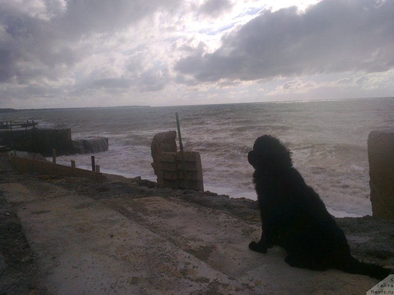 Фото: ньюфаундленд Tsinnamon Bel' Fra Sharmel iz Arkaima (Циннамон БельФра Шармэль из Аркаима)